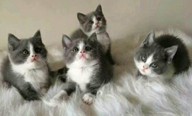 怎么訓練藍貓記住自己名字 俄羅斯藍貓訓練之記名字