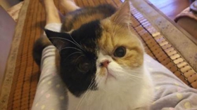 加菲貓亂撒尿怎么辦 訓練加菲貓不亂撒尿四個方法