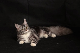 如何訓(xùn)練緬因貓不亂抓東西