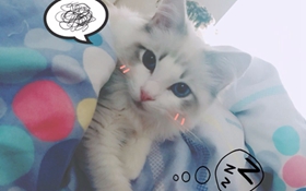 如何訓(xùn)練布偶貓用貓抓板 貓抓板妙用視頻