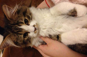 怎么訓練襤褸貓上廁所