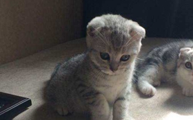 如何訓練折耳貓不跳床 蘇格蘭折耳貓制止跳床方法