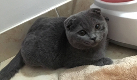 怎樣訓練英國短毛貓用馬桶