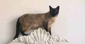 如何讓暹羅貓記住自己名字 暹羅貓訓(xùn)練誤區(qū)