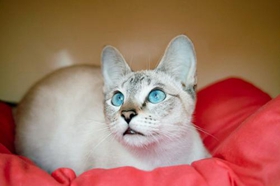 怎么讓暹羅貓聽(tīng)話 訓(xùn)練暹羅貓的方法