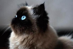 怎么訓練喜馬拉雅貓睡在貓窩 反復訓練養成習慣