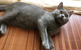 怎么訓(xùn)練俄羅斯藍貓和你握手 貓貓握手訓(xùn)練視頻