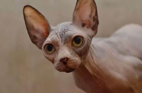 加拿大無毛貓怎么訓練 訓練貓咪乖巧聽話注意事項