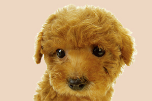 泰迪狗要怎么養活