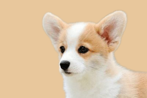 柯基剪尾巴怎么弄