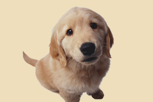 金毛犬如何養(yǎng)