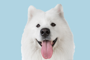 薩摩什么時候毛長全