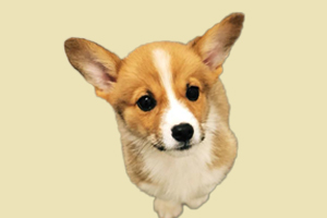 柯基脫毛嚴重吃什么