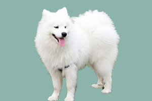 薩摩耶犬什么時候換毛