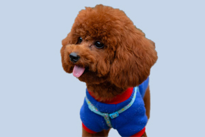 泰迪犬什么食物不要吃