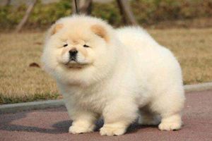 松獅耳朵立不起來怎么辦