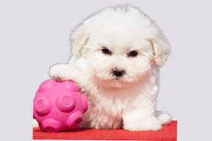 小比熊什么時候洗澡