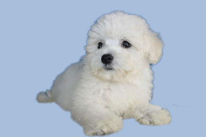 比熊有淚痕怎么清理