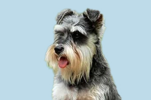 雪納瑞犬如何飼養