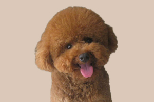 泰迪斷奶后吃什么