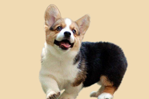 柯基吃什么零食