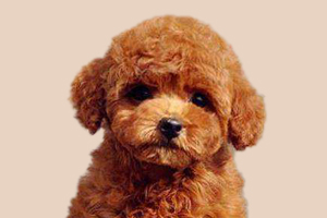 泰迪犬體味臭怎么辦