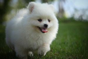 博美喂養(yǎng)注意事項(xiàng)有哪些