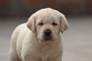 拉布拉多缺鈣的癥狀是什么