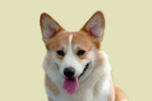 柯基毛不長怎么辦