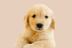 金毛狗缺鈣有什么癥狀