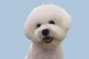 比熊犬什么時候來月經