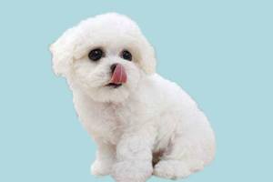 怎樣教比熊狗上廁所