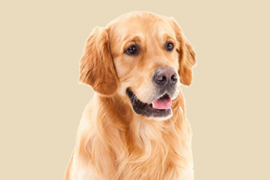 金毛狗狗什么時候驅蟲