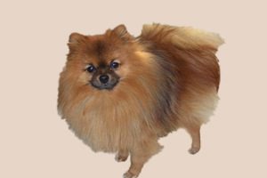 博美犬喂食注意什么