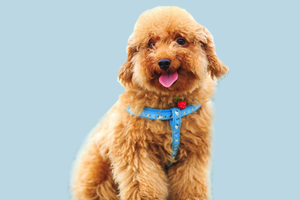 泰迪狗掉毛什么原因