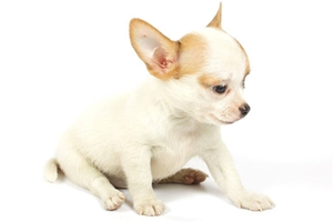 如何讓小狗喝水