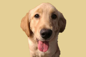 金毛狗什么時候配種