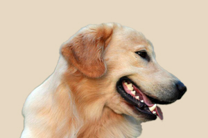 金毛缺鈣的表現(xiàn)有哪些