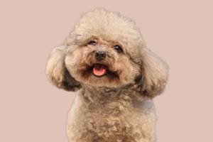 貴賓幼犬怎么養