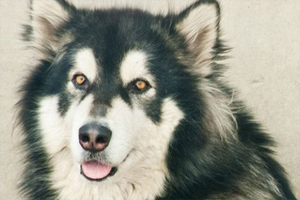 阿拉斯加犬吃什么長的又快又大