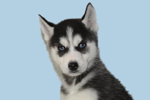 哈士奇吃什么蔬菜