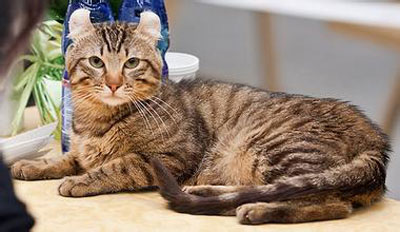 美國(guó)卷耳貓