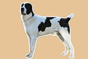 中亞牧羊犬吃什么