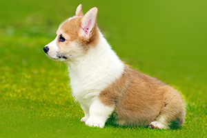 柯基不能吃的水果有哪些