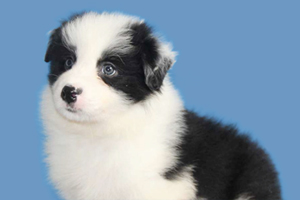 邊牧狗狗補鈣吃什么好