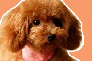 泰迪狗消化不良怎么辦