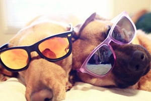 小狗怎么預防中暑