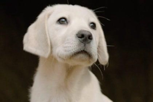 斷奶的小狗狗吃什么