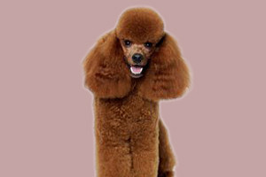 貴賓犬不能吃什么食物