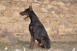 杜賓犬耳朵立不起來(lái)怎么辦